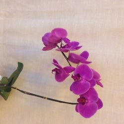 梵音瑜伽(旺座店)-FineYoga梵音瑜伽·普拉提