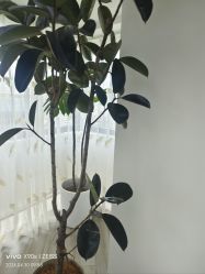 -HEYAN荷妍专业脱毛连锁机构