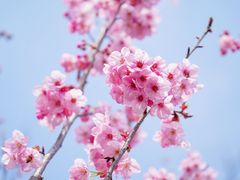 -顾村公园