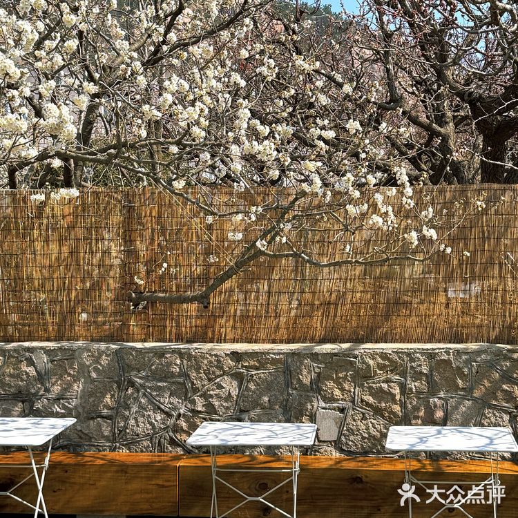 青岛崂山｜这家咖啡店的花开疯了🌬️