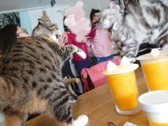 -平行世界·猫咖(首经贸店)