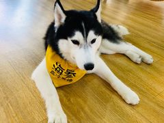 -Husky Go! 哈士奇体验馆·宠物咖啡厅狗咖