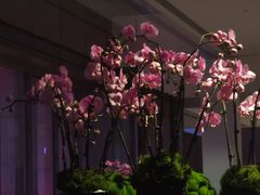-北京柏悦酒店·锦庭餐厅Dining Room