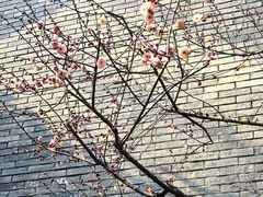 -湖畔居茶楼(湖滨店)