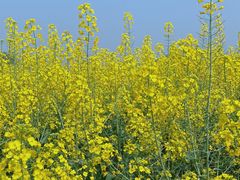 -中国天府农业博览园