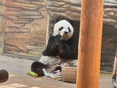 -西霞口神雕山野生动物世界