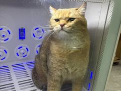 -贝康宠物医院·犬猫全科·小动物特色诊疗中心(东环路店)