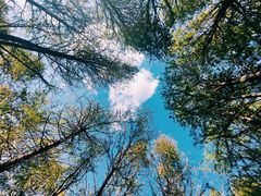 -上海海湾国家森林公园