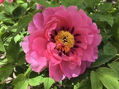 -莲花池公园