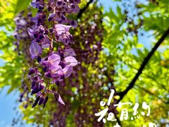 -嘉定紫藤园