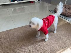 -瑞派康怡24h宠物医院·犬猫医疗中心·微创绝育(瑞景分院)