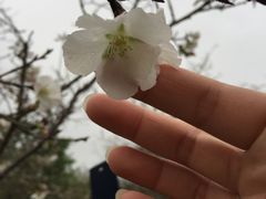 -天适樱花悠乐园