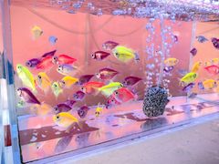 -中环花鸟鱼虫市场