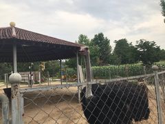 -意大利农场度假村