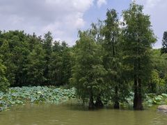 -海珠湖公园
