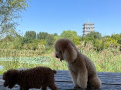 -Supine Bistro溯泮餐厅