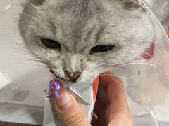 -宠爱国际动物医院· 猫科· 外科·中兽医(长白店)