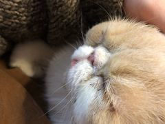 -三花喵·撸猫购宠·宠物生活馆(虹桥南丰城店)
