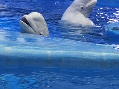 -海合安成都极地海洋公园