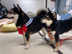 -逗柴咖啡屋·狗咖猫咖宠物桌游