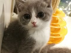 -李小姐の猫咖啡馆(五角场店)