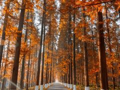 -黄海国家森林公园