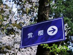 -武汉大学-樱园