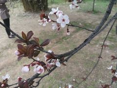 -武汉大学-樱园