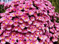 -永定河休闲森林公园