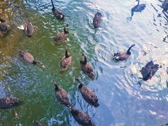 -长白岛森林公园