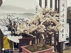 -香雪海