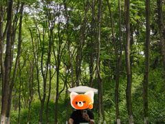 -宜兴龙背山森林公园