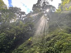 -莫里热带雨林景区