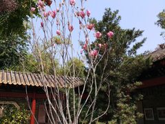 -顺峰山公园