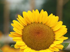 -中国天府农业博览园