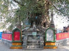 -瑞丽独树成林风景区