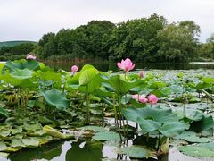 -新江湾城公园