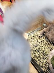 -神奇动物撸宠馆·羊驼·小浣熊·异宠(豫园店)