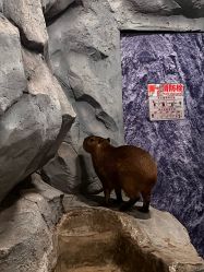 -Zoolung Zoolung动物主题公园(海信广场店)