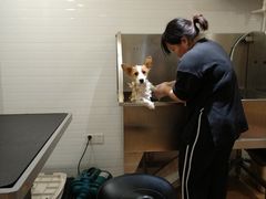 -Pets First伊珊娜洗护·精致美容·家庭式寄养(新会路店)