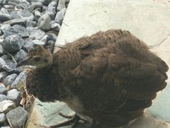-北京麋鹿生态实验中心