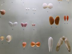 -青岛贝壳博物馆