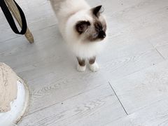 -共舞时光猫咖·狗咖(新街口店)