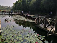 -溱湖国家湿地公园