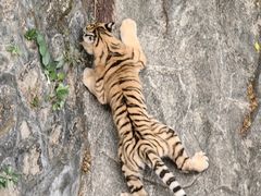 -深圳野生动物园
