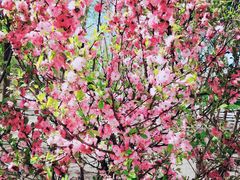 -群力丁香公园