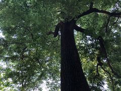 -广州市流溪河国家森林公园