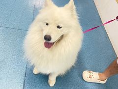 -宠颐生猫科·内科皮肤科(西平世纪城店)