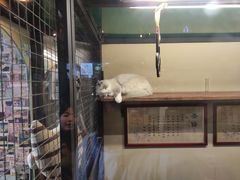 -猫咪博物馆(顶澳仔猫街店)