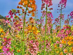 -中国天府农业博览园